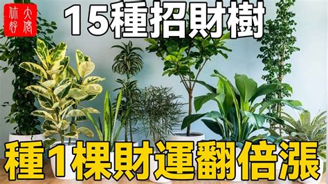 招財樹有哪些|發財樹有哪些？8種招財植物讓你財源滾滾 